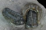 Two Austerops Trilobites With Harpid Headshield - Jorf, Morocco #127736-4